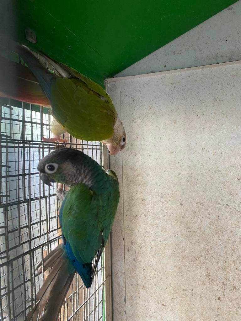 Koppel pyrrhura, Dieren en Toebehoren, Vogels | Parkieten en Papegaaien