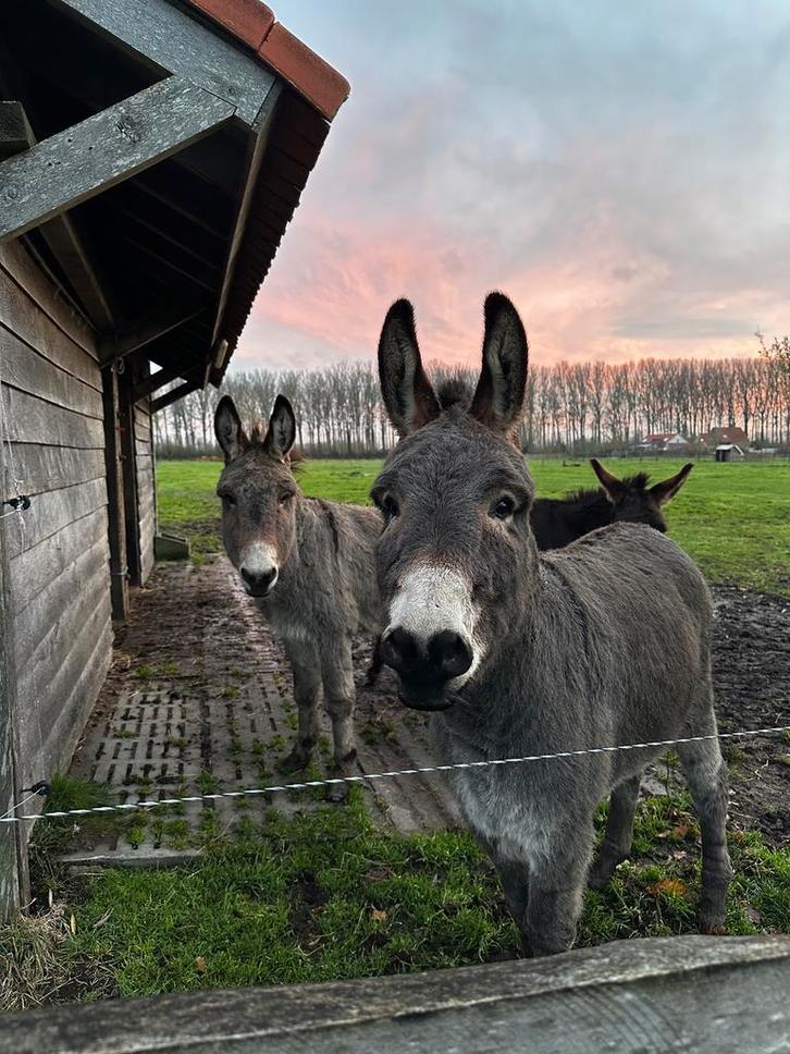 3 ezels, Animaux & Accessoires, Poneys, Jument, Avec puce électronique