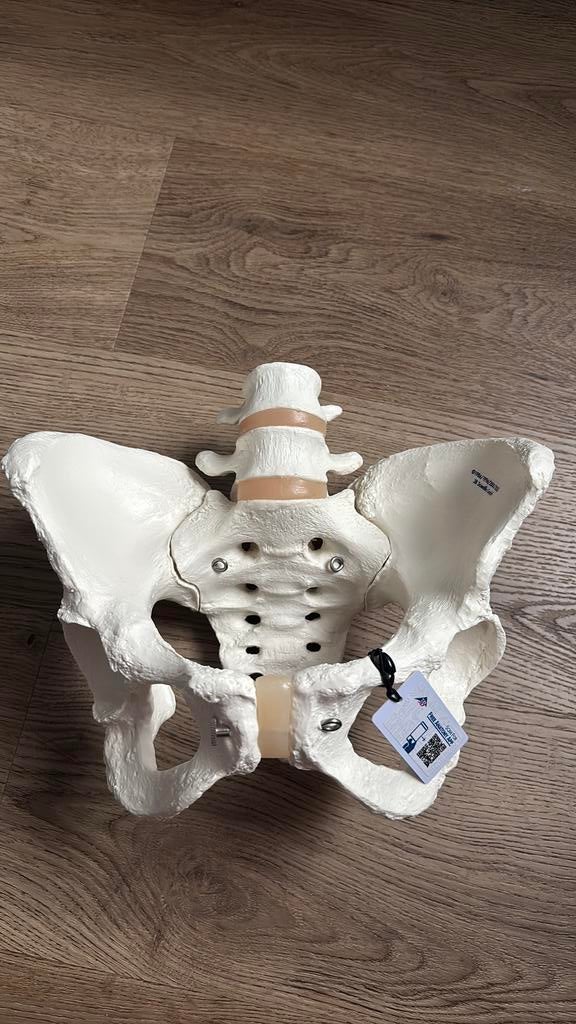 Bekken Anatomieshop, Diversen, Ophalen