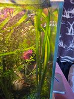 Vallisneria Tiger, Animaux & Accessoires, Comme neuf, Plante(s), Pierre ou Bois