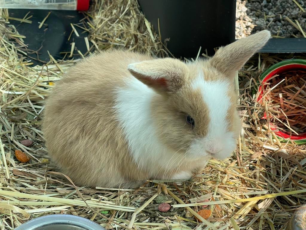 Nog 1 handtam minilop rammetje beschikbaar, Animaux & Accessoires, Lapins, Nain, Mâle, 0 à 2 ans, Oreilles tombantes