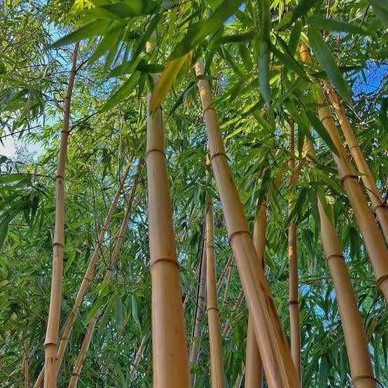 Bambou  Géant vivax Aureocaulis, Ophalen, Lente