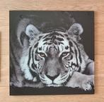 Photo de tigre blanc sur plexiglas | animaux sauvages - déco, Maison & Meubles, Enlèvement ou Envoi, Comme neuf, 50 à 75 cm, Imprimé