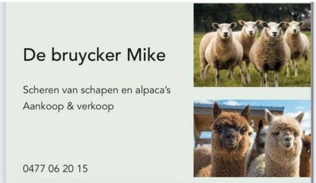 ️Scheren van alle rassen schapen&alpaca’s heel belgie️