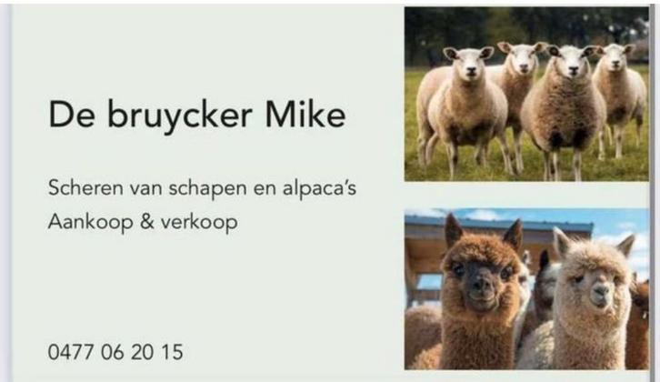 ️Scheren van alle rassen schapen&alpaca’s heel belgie️, Animaux & Accessoires, Moutons, Chèvres & Cochons