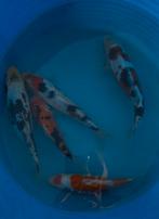 Japanse koi 20-25 cm, Dieren en Toebehoren, Karper of Koi