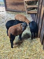 Lammetjes NIET VOOR DE SLACHT, Dieren en Toebehoren, Meerdere dieren, Schaap, 0 tot 2 jaar