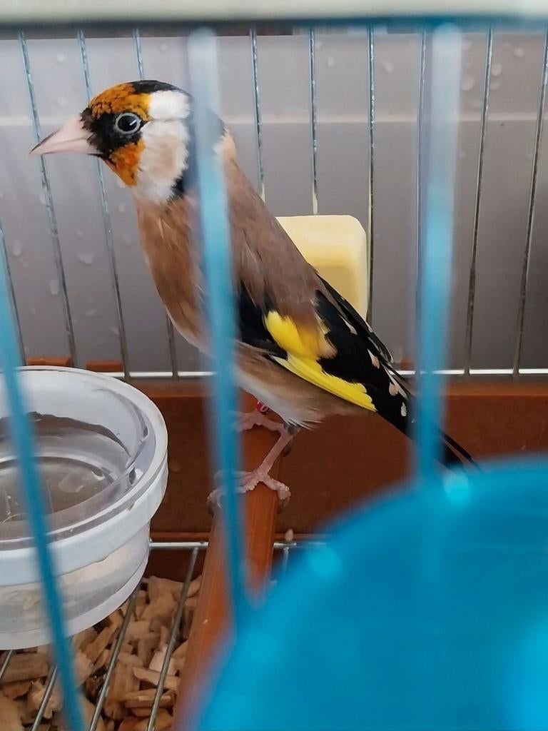 Chardonneret parva d'Algérie baguè DZ, Animaux & Accessoires, Sexe inconnu, Domestique