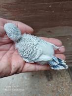 Grasparkieten baby voor handopfok, Dieren en Toebehoren, Vogels | Parkieten en Papegaaien, Parkiet, Tam