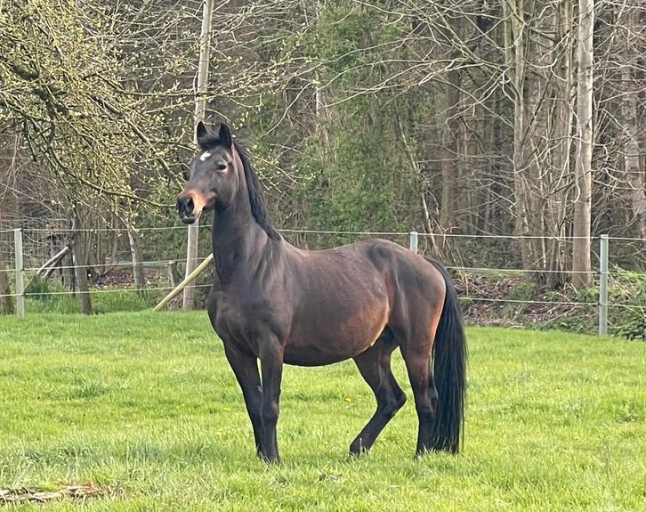Poulinière enceinte Eldorado van de Zeshoek, Animaux & Accessoires, Chevaux, Jument