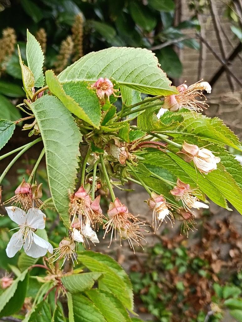 Kersenboom, Ophalen, Lente, Volle zon, Kersenboom