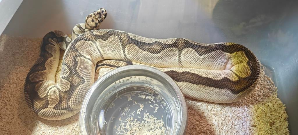 Groep regius., Serpent, Domestique, 0 à 2 ans