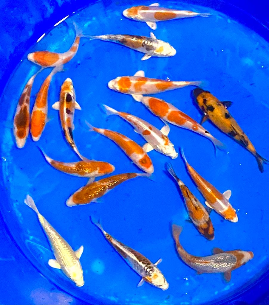 Magnifique Tosai de Sakazume de 15-18 cm., Animaux & Accessoires, Poissons | Poissons d'étang