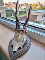 Gewei ree, Collections, Collections Animaux, Enlèvement, Comme neuf, Autres, Bois ou Tête