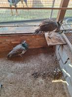 Koppel blauwe pauwen, Dieren en Toebehoren