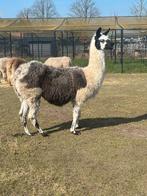 Drachtige lama merrie, Dieren en Toebehoren, Juni, Vrouwelijk