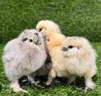 Padua kuikens, Dieren en Toebehoren, Pluimvee | Toebehoren, Ophalen, Nieuw, Overige typen