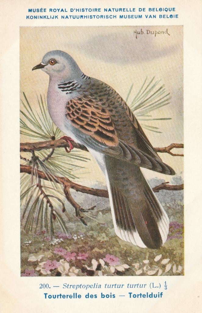 TORTELDUIF, Collections, Cartes postales | Animaux, Envoi, Non affranchie, Oiseaux
