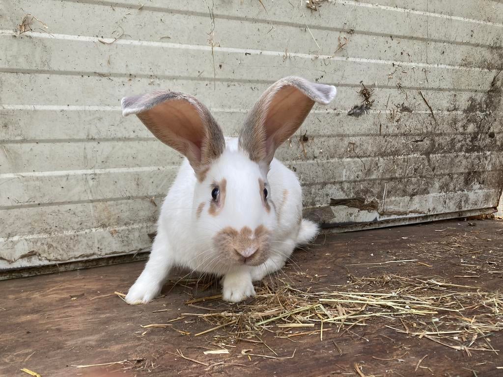 Vlaamse reuzen, Dieren en Toebehoren, Konijnen