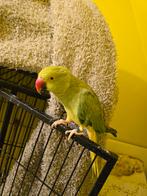 Halsbandparkiet, Dieren en Toebehoren, Tam