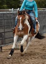 8-jarige ruin quarter mix, Vermifugé, Hongre, Débourré, Moins de 160 cm