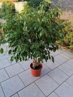 FICUS kamerplant, Maison & Meubles, Plantes d'intérieur, Enlèvement, Ficus, En pot, 150 à 200 cm