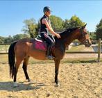 4j zangersheide ruin, Dieren en Toebehoren, Paarden, Springpaard, Gechipt, Ruin, Zadelmak