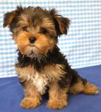 Super leuke Yorkshire pups!, Dieren en Toebehoren, Honden | Chihuahua's en Gezelschapshonden, 15 weken tot 1 jaar, Overige rassen