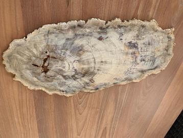 Prachtig versteende houten schijf 49 cm op 24 cm Dikte 1 cm 