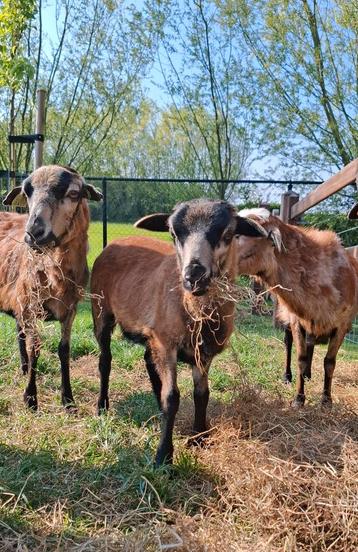 Kameroen Schaap  beschikbaar voor biedingen