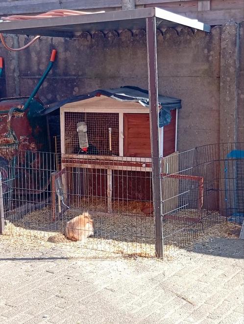 2 lieve broertjes, Dieren en Toebehoren, Knaagdieren