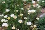 10 graines Satin White Nightcap /Eschcholzia californica alb, Graine, Printemps, Envoi