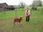 Schattig mini paardje, Dieren en Toebehoren, Pony's, Gechipt