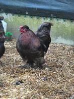 Haan, Animaux & Accessoires, Mâle, Poule ou poulet