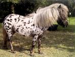 Appaloosa minipaardje merrie 11 jaar, Dieren en Toebehoren, Merrie