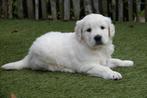 Chiots Golden Retriever avec pedigree, Golden retriever, Plusieurs, Parvovirose, Belgique
