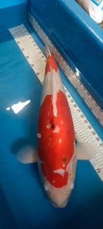 Doitsu kohaku 66cm, Dieren en Toebehoren, Vissen | Vijvervissen