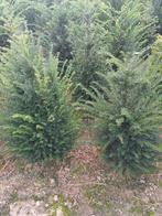 Taxus, Tuin en Terras, Ophalen, Taxus