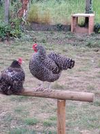 3 zeer goede en jonge leghennen., Dieren en Toebehoren