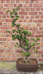 Bonsai, Bloeit niet, Overige soorten, Minder dan 100 cm, Ophalen