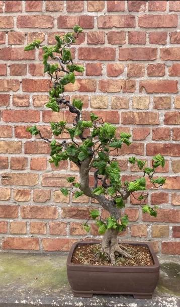 Bonsai, Plein soleil, Autres espèces, Enlèvement, Ne fleurit pas