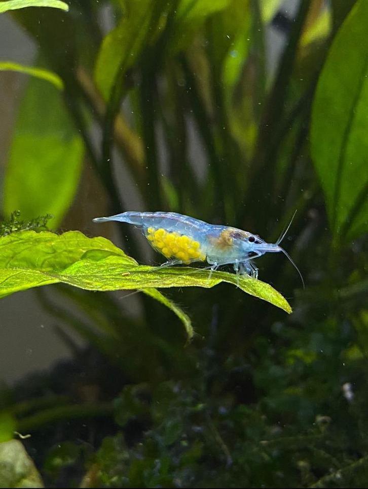 40 Blue Jelly Neocaridina (vuurgarnalen - garnalen) voor 10€, Dieren en Toebehoren, Vissen | Aquariumvissen, Zoetwatervis, Kreeft, Krab of Garnaal