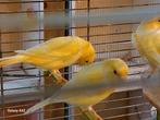 Gele Kanaries , mannen van 2025 vaste voetring, Dieren en Toebehoren, Vogels | Kanaries