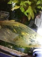 gele, citroen garnalen, Dieren en Toebehoren, Kreeft, Krab of Garnaal, Zoetwatervis, Schoolvis