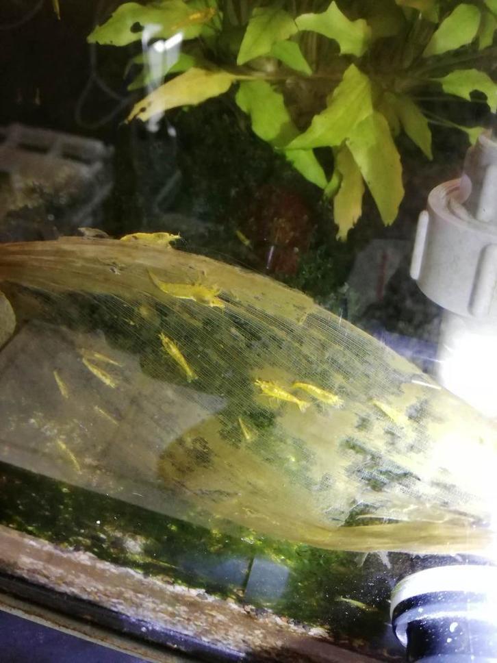 gele, citroen garnalen, Dieren en Toebehoren, Vissen | Aquariumvissen, Zoetwatervis, Kreeft, Krab of Garnaal, Schoolvis