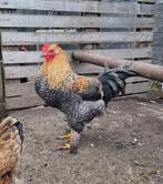 Haan, Dieren en Toebehoren, Pluimvee