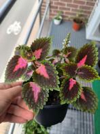 Siernetel coleus, Huis en Inrichting, Kamerplanten, Ophalen