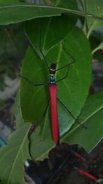 Verschillende soorten wandelende takken, Dieren en Toebehoren, Wandelende tak