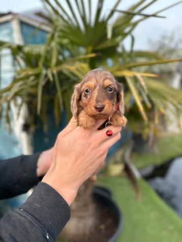 Prachtige langharige ( kaninchen ) teckel pups  beschikbaar voor biedingen