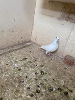 Duivinen, Dieren en Toebehoren, Vogels | Duiven